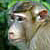 macaque portrait