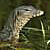 Monitor lizard