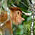 Proboscis monkey