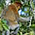 Proboscis monkey eating