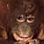 Orangutan eyelashes