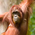 Orangutan mum