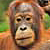 Orangutan portrait