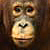 Orangutan portrait1