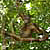 Orangutan pose