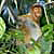 Proboscis monkey1