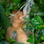Proboscis monkey eating1